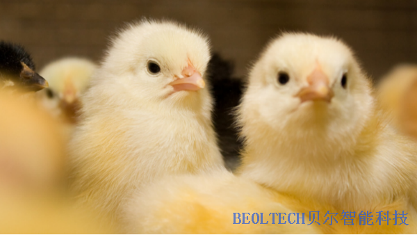 BEOL贝尔科技温湿度监控设备对于养鸡场有必要吗？22.6.15