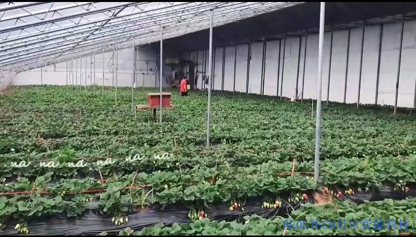 BEOL贝尔科技温湿度监控设备为草莓大棚提供安全保障12.13